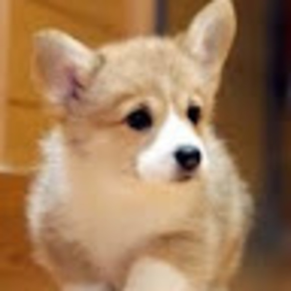 Meet your Posher, Clare - Picture 1 of 1